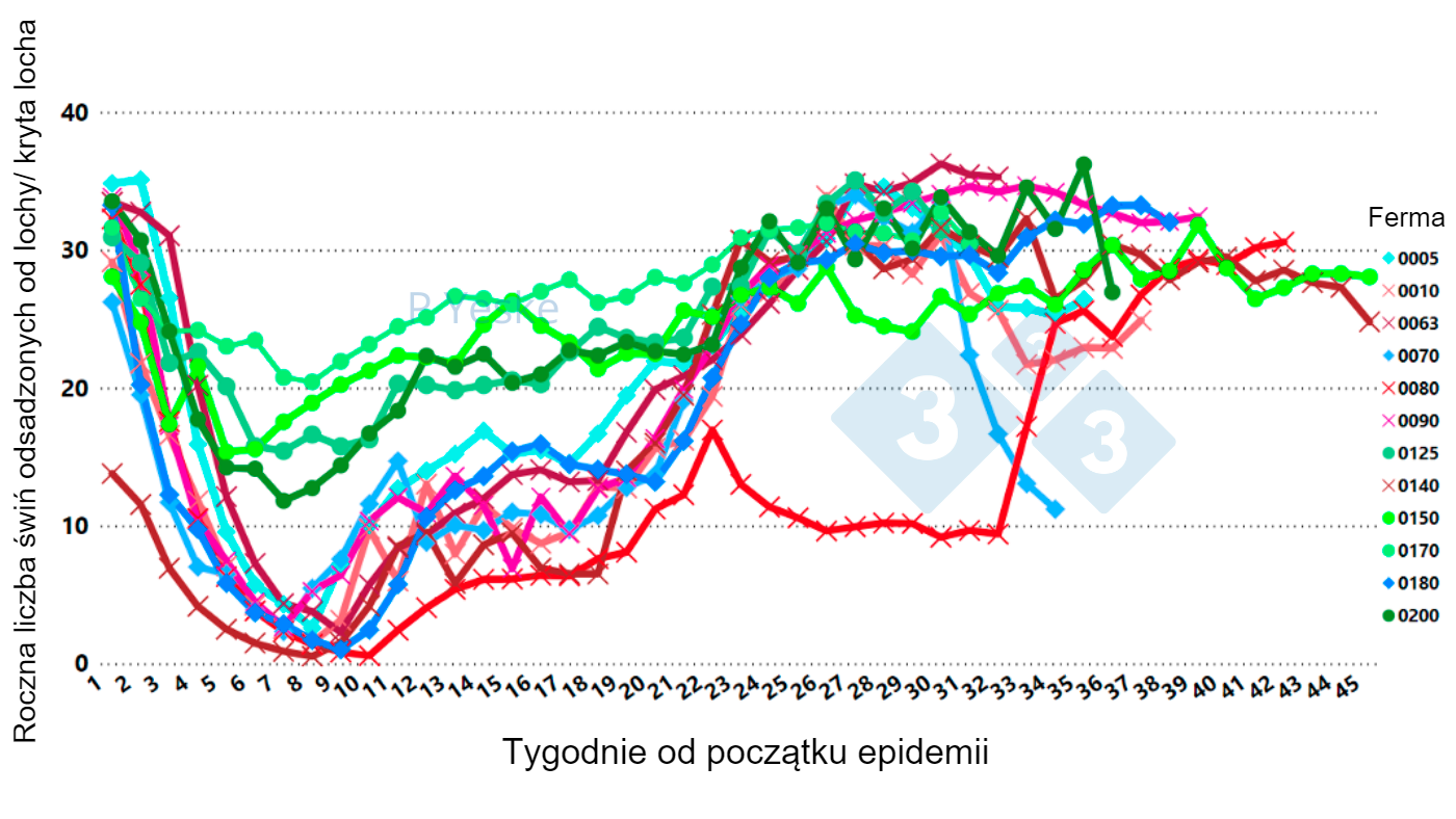<p>Wykres 2. Pokazuje zmiany w rocznej liczbie świń odsadzonych / samicach krytych po wybuchu PRRSv (1-4-4 wariant L1C w 12 różnych gospodarstwach, demonstrując spadek wydajności trwający do 30 tygodni).</p>